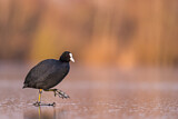 Image. Eurasian Coot