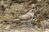 Image. Eurasian Crag Martin
