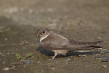 Image. Eurasian Crag Martin