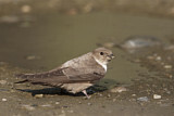 Image. Eurasian Crag Martin