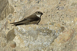 Image. Eurasian Crag Martin