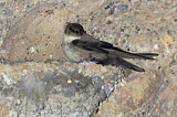 Image. Eurasian Crag Martin