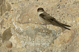 Image. Eurasian Crag Martin