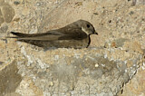 Image. Eurasian Crag Martin