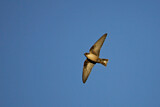 Image. Eurasian Crag Martin