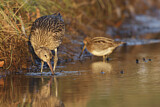 Image. Eurasian Curlew & Common Snipe