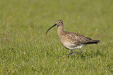 Image. Eurasian Curlew