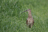 Image. Eurasian Curlew
