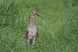 Image. Eurasian Curlew