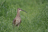 Image. Eurasian Curlew