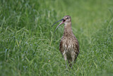 Image. Eurasian Curlew