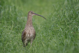 Image. Eurasian Curlew