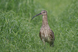 Image. Eurasian Curlew