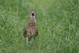 Image. Eurasian Curlew