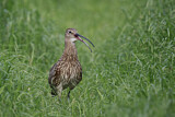 Image. Eurasian Curlew