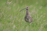 Image. Eurasian Curlew