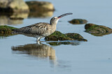 Image. Eurasian Curlew