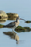 Image. Eurasian Curlew