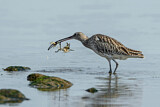 Image. Eurasian Curlew