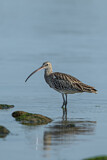 Image. Eurasian Curlew