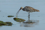 Image. Eurasian Curlew