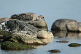 Image. Eurasian Curlew