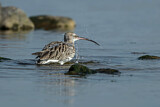Image. Eurasian Curlew