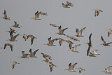 Image. Eurasian Curlew