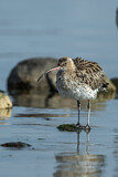 Image. Eurasian Curlew