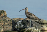 Image. Eurasian Curlew