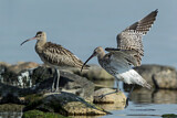 Image. Eurasian Curlew
