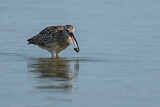 Image. Eurasian Curlew