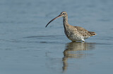 Image. Eurasian Curlew