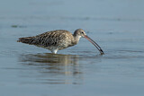 Image. Eurasian Curlew