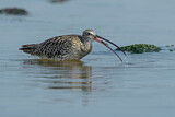 Image. Eurasian Curlew