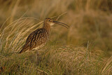 Image. Eurasian Curlew