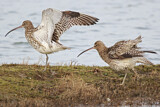 Image. Eurasian Curlew