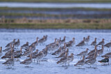 Image. Eurasian Curlew