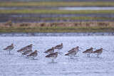 Image. Eurasian Curlew