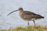 Image. Eurasian Curlew