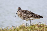 Image. Eurasian Curlew