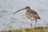 Image. Eurasian Curlew