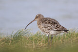 Image. Eurasian Curlew