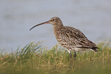 Image. Eurasian Curlew