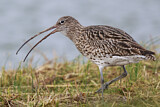 Image. Eurasian Curlew