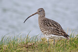 Image. Eurasian Curlew