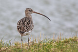 Image. Eurasian Curlew