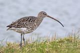 Image. Eurasian Curlew
