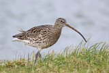 Image. Eurasian Curlew