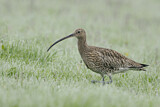 Image. Eurasian Curlew
